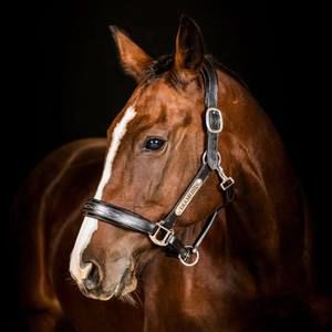 Meet your Posher, Bridget